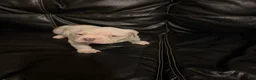 American Bully dogs for sale: Mickey - Ad 4