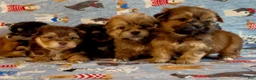 Shorkie dogs for sale: Shorkie 2 - Ad 10