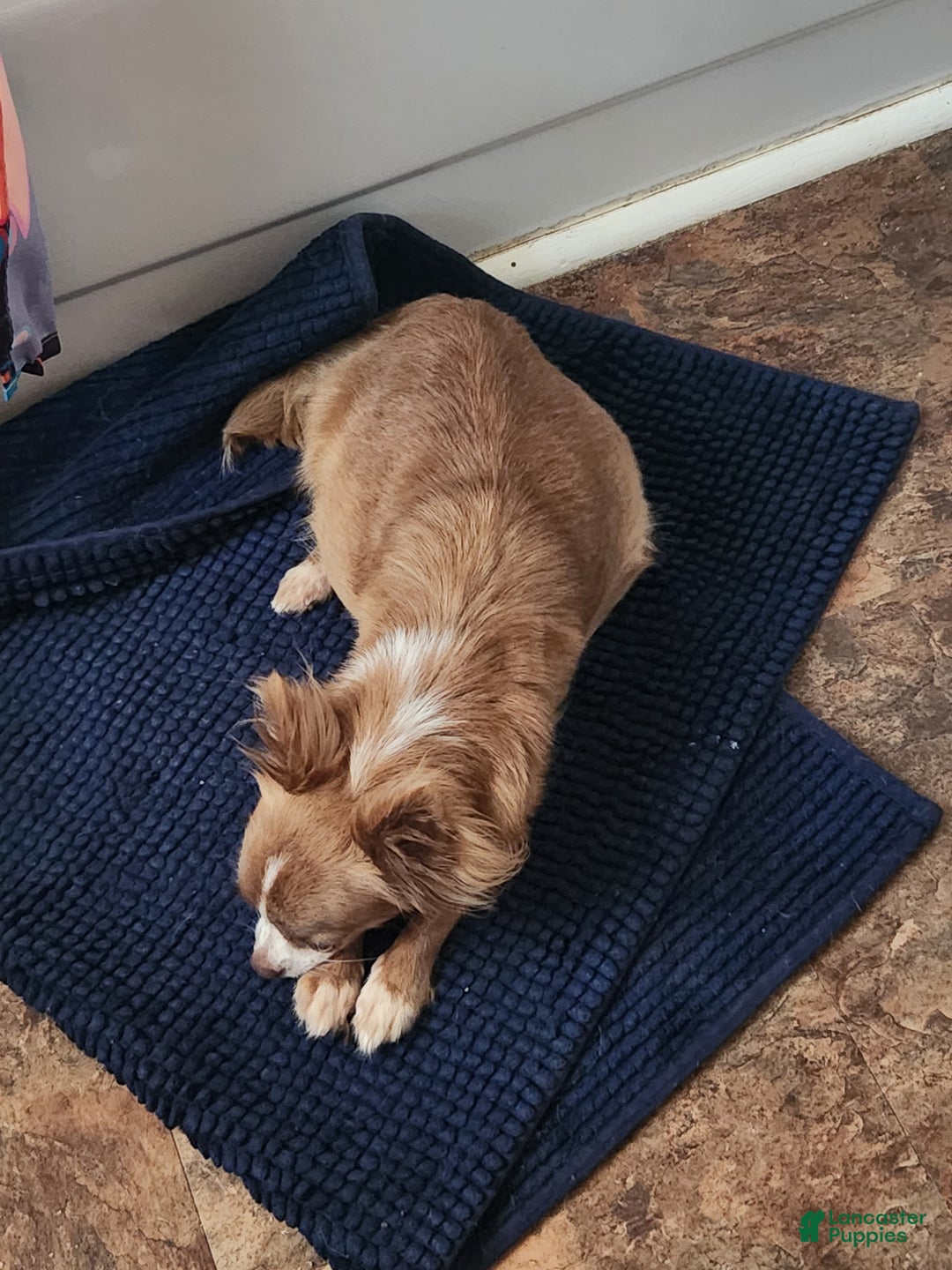 Chihuahua dogs for sale: Macadamia - Ad 8