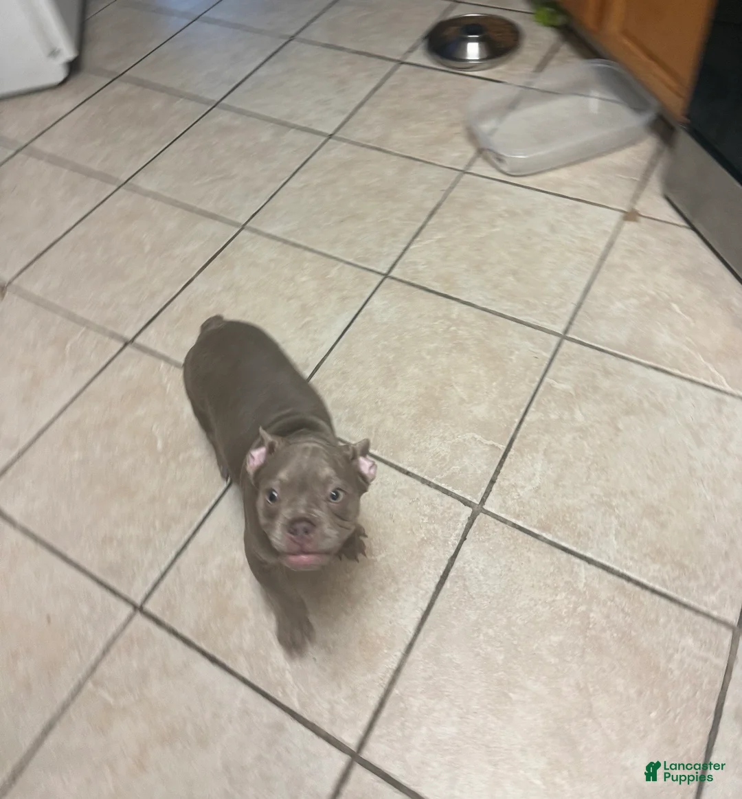 French Bulldog dogs for sale: Ari - Ad 2