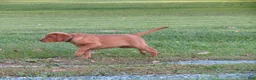 Labrador Retriever dogs for sale: Lolli (tan collar) - Ad 4