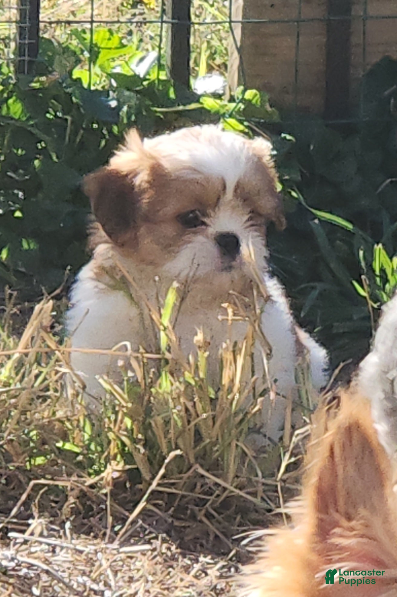 Shih Tzu dogs Bob - Ad 1