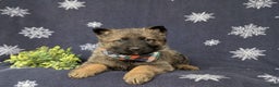 Mixed Breed dogs for sale: Colby - Ad 5