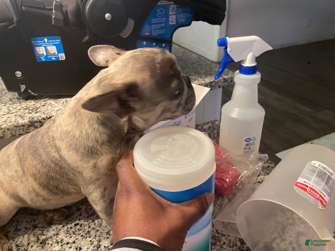 French Bulldog dogs for sale: French Bulldog Puppy 1 - Ad 3
