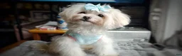 Maltipoo dogs for sale: Korean Teddybear Taiyang - Ad 2