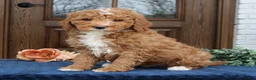Mini Goldendoodle dogs for sale: Bennet  - Ad 1