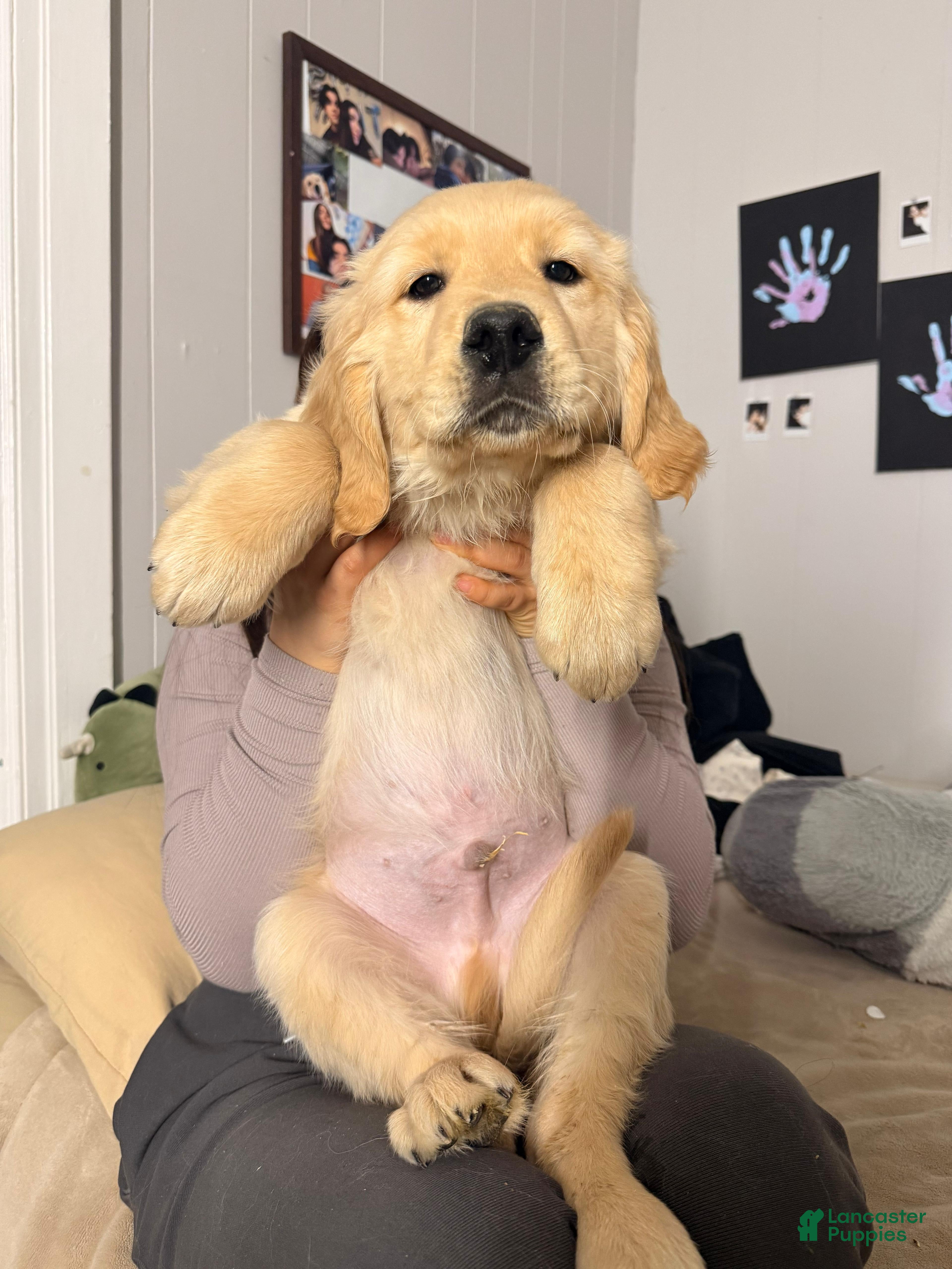 Golden Retriever dogs Golden Retriever Puppy 4 - Ad 4