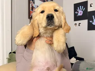 Golden Retriever dogs Golden Retriever Puppy 4 - Ad 4