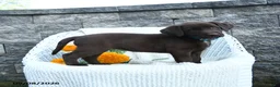 Labrador Retriever dogs for sale: Michelle - Ad 5