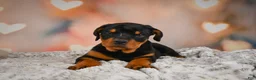 Rottweiler dogs for sale: Ace - Ad 5
