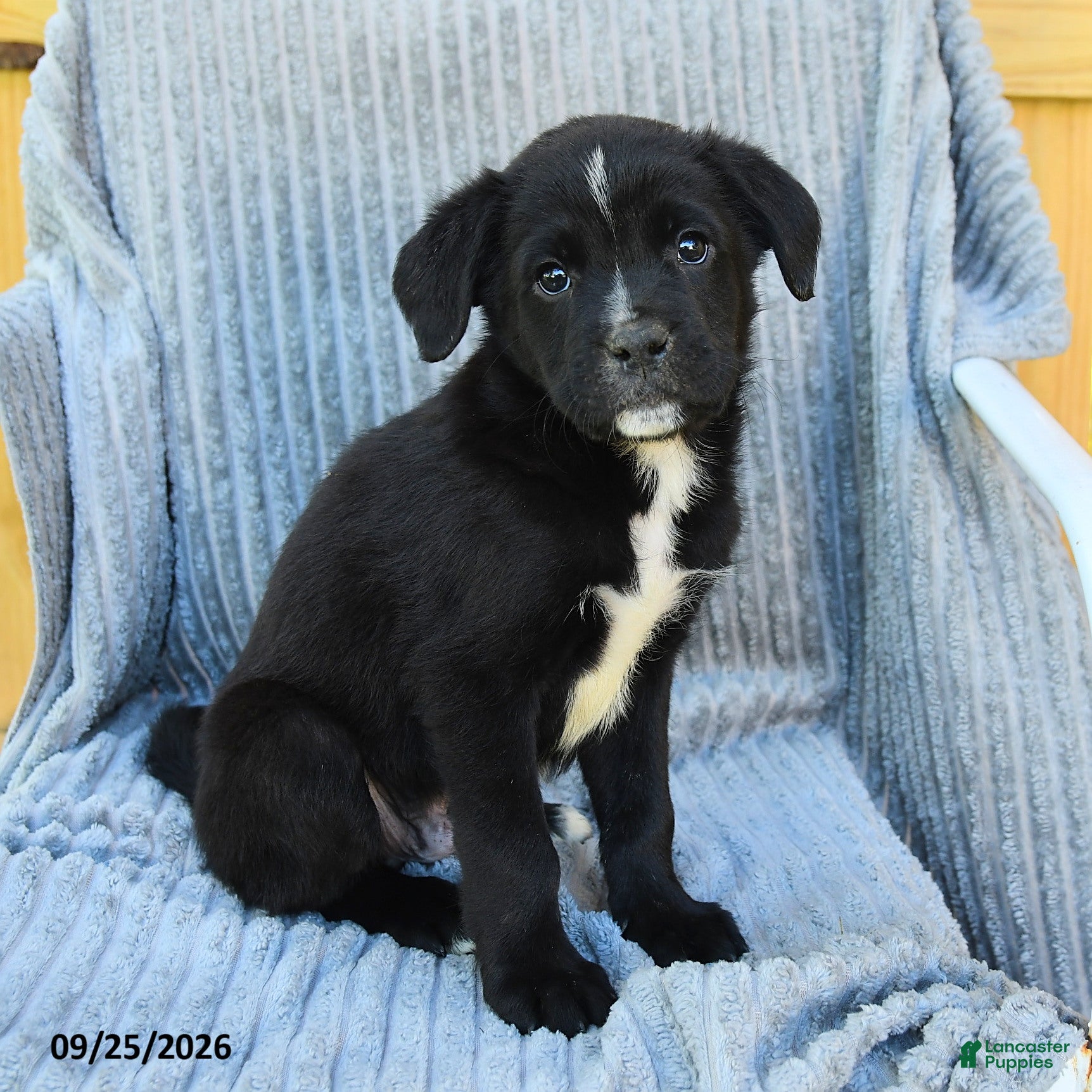 Mixed Breed dogs Nelson - Ad 1