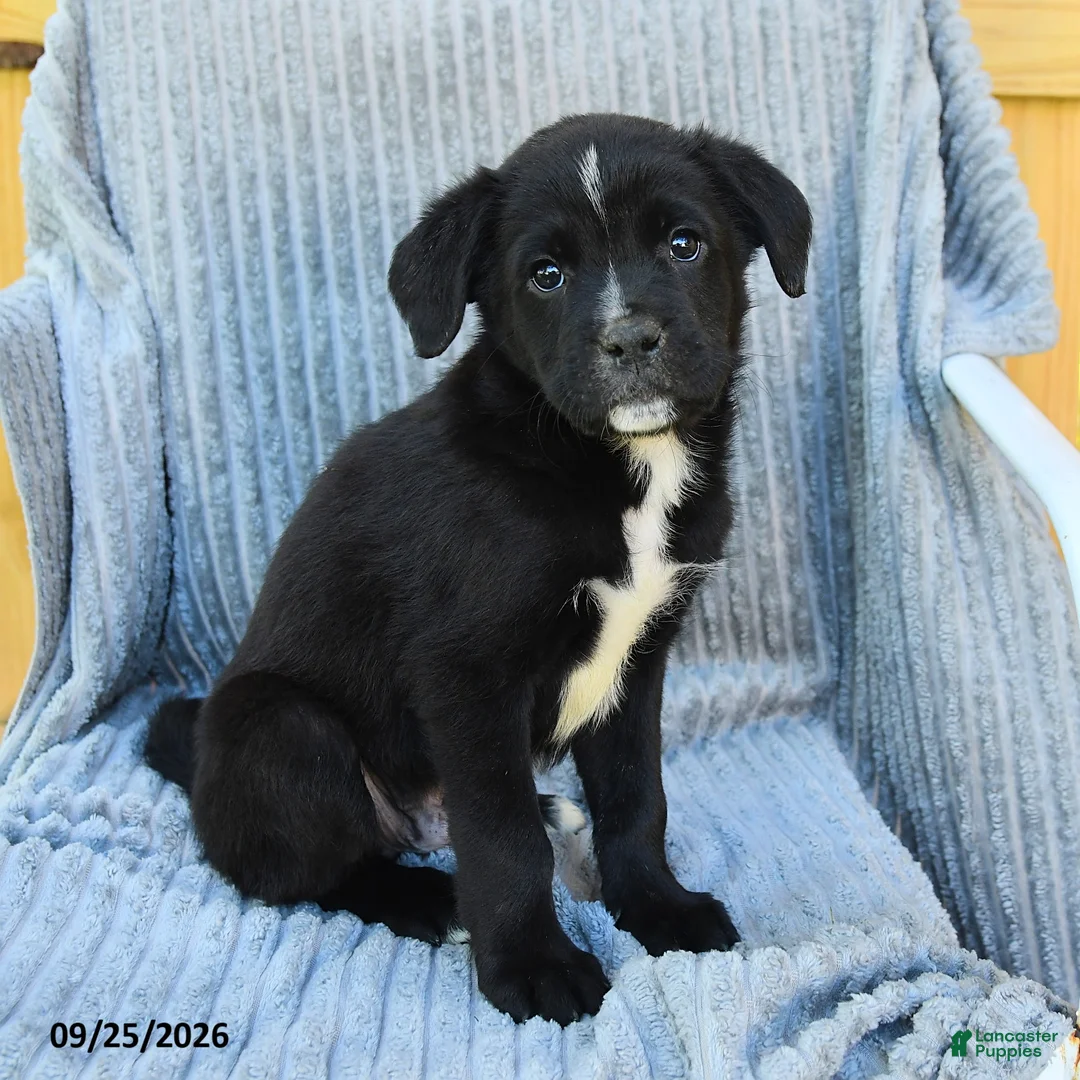 Mixed Breed dogs for sale: Nelson - Ad 1
