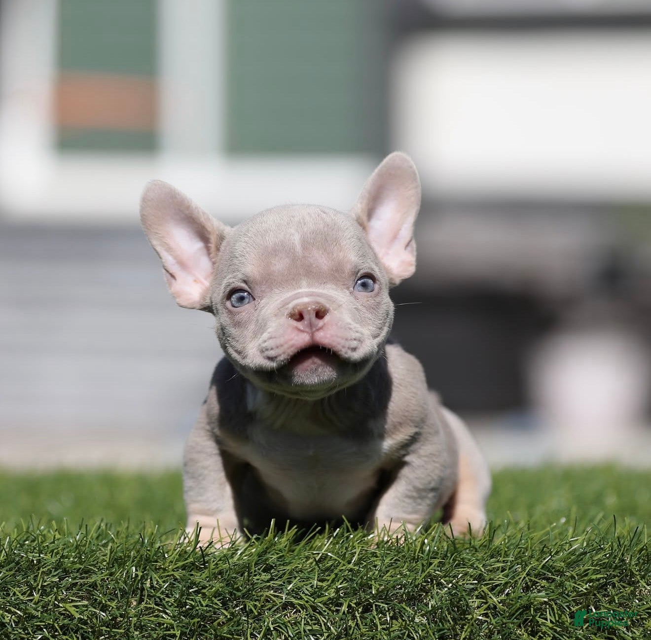 American Bully dogs for sale: American Bully 1 - Ad 1
