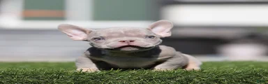 American Bully 1