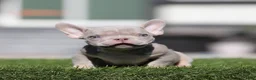 American Bully dogs for sale: American Bully 1 - Ad 1
