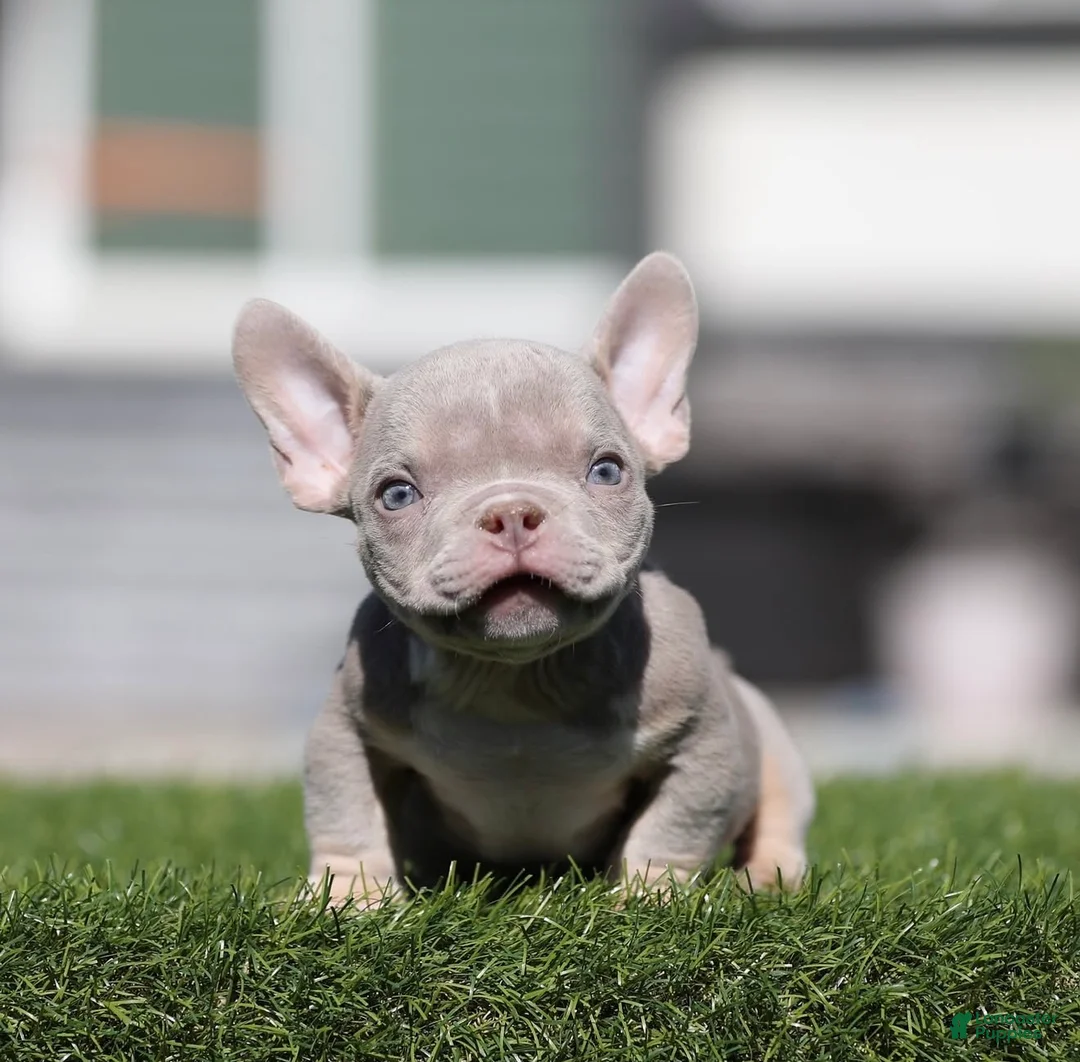 American Bully dogs for sale: American Bully 1 - Ad 1