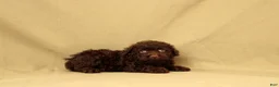 Toy Poodle dogs for sale: Rudoplh - Ad 3