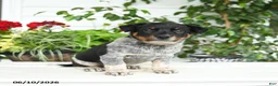 Australian Cattle Dog dogs for sale: Charm  - Ad 1
