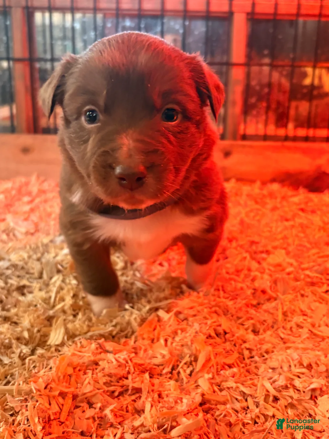 Australian Shepherd dogs for sale: Moose  - Ad 1
