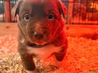 Australian Shepherd dogs Moose - Ad 42