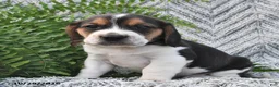 Mixed Breed dogs for sale: Lincoln  - Ad 2