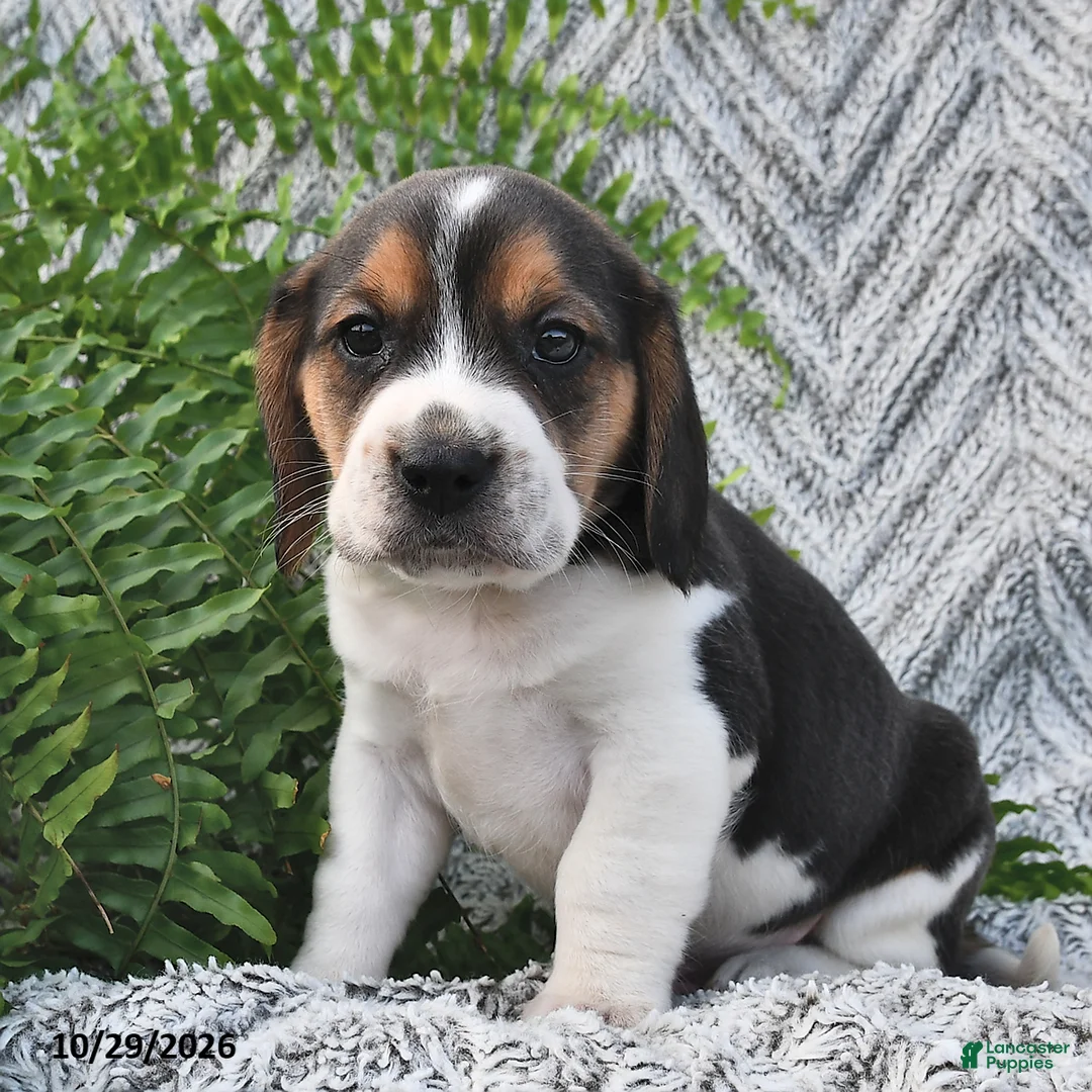 Mixed Breed dogs for sale: Lincoln  - Ad 2