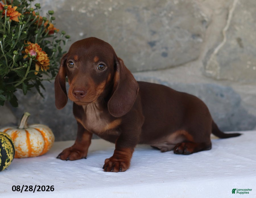Dachshund dogs Skippy - Ad 1