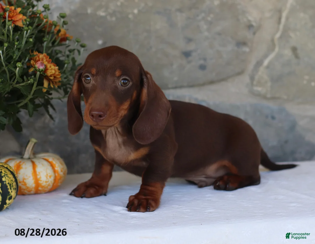 Dachshund dogs for sale: Skippy - Ad 1