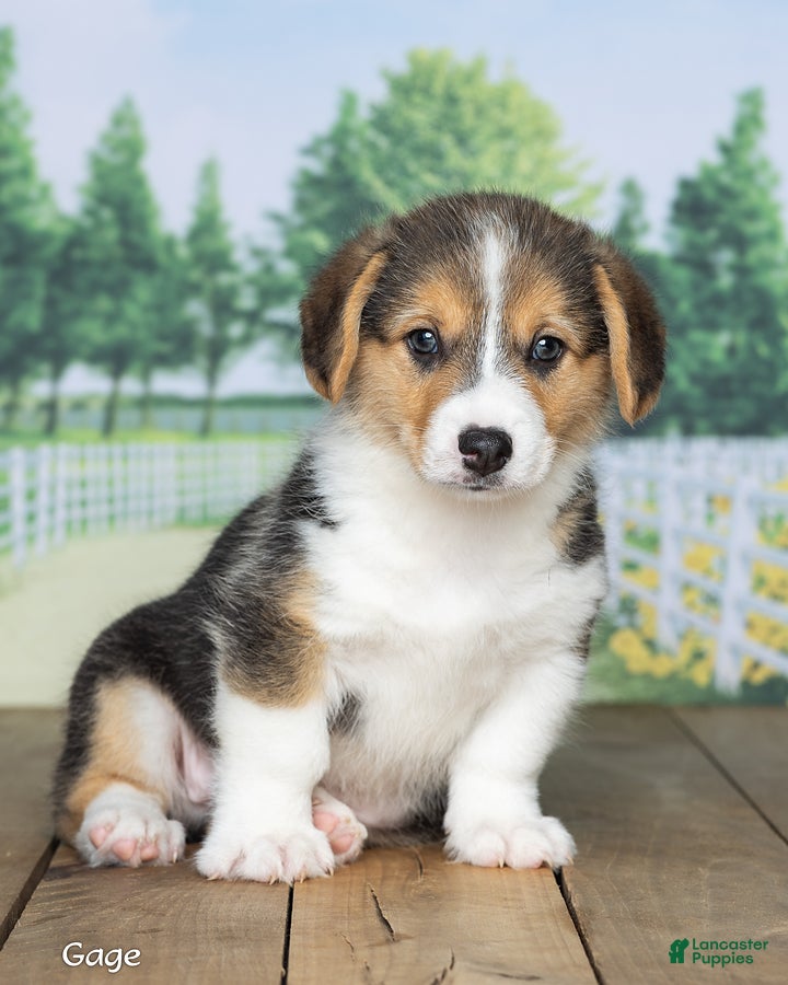 Welsh Corgi Pembroke dogs Gage - Ad 1
