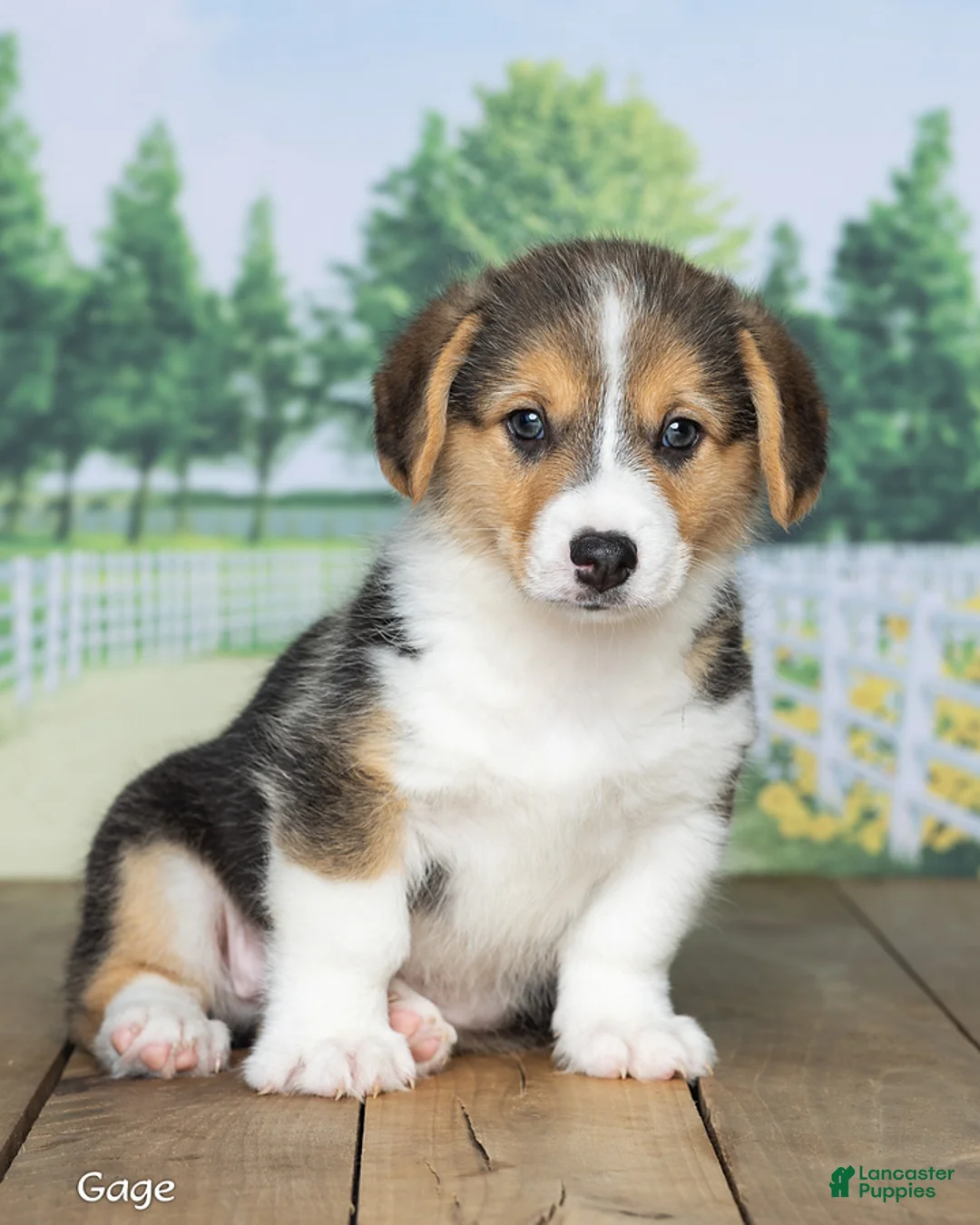 Welsh Corgi Pembroke dogs for sale: Gage - Ad 1