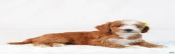 Mini Goldendoodle dogs for sale: Kona - Ad 4