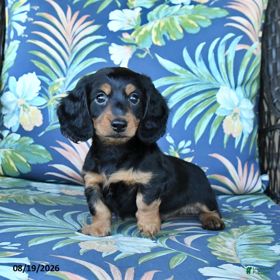 Miniature Dachshund dogs Rocky - Ad 1