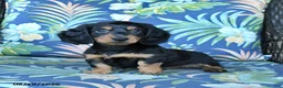Miniature Dachshund dogs for sale: Rocky - Ad 1