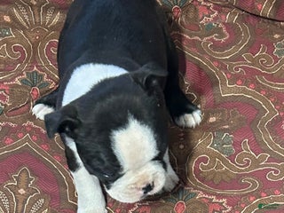 Boston Terrier dogs Boston Terrier Puppy 3 - Ad 22