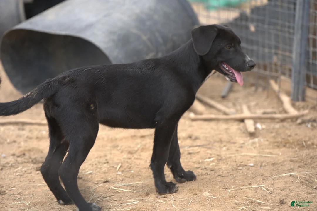 Mixed Breed dogs for sale: Squeeky Tiscar Farm Dog - Ad 4