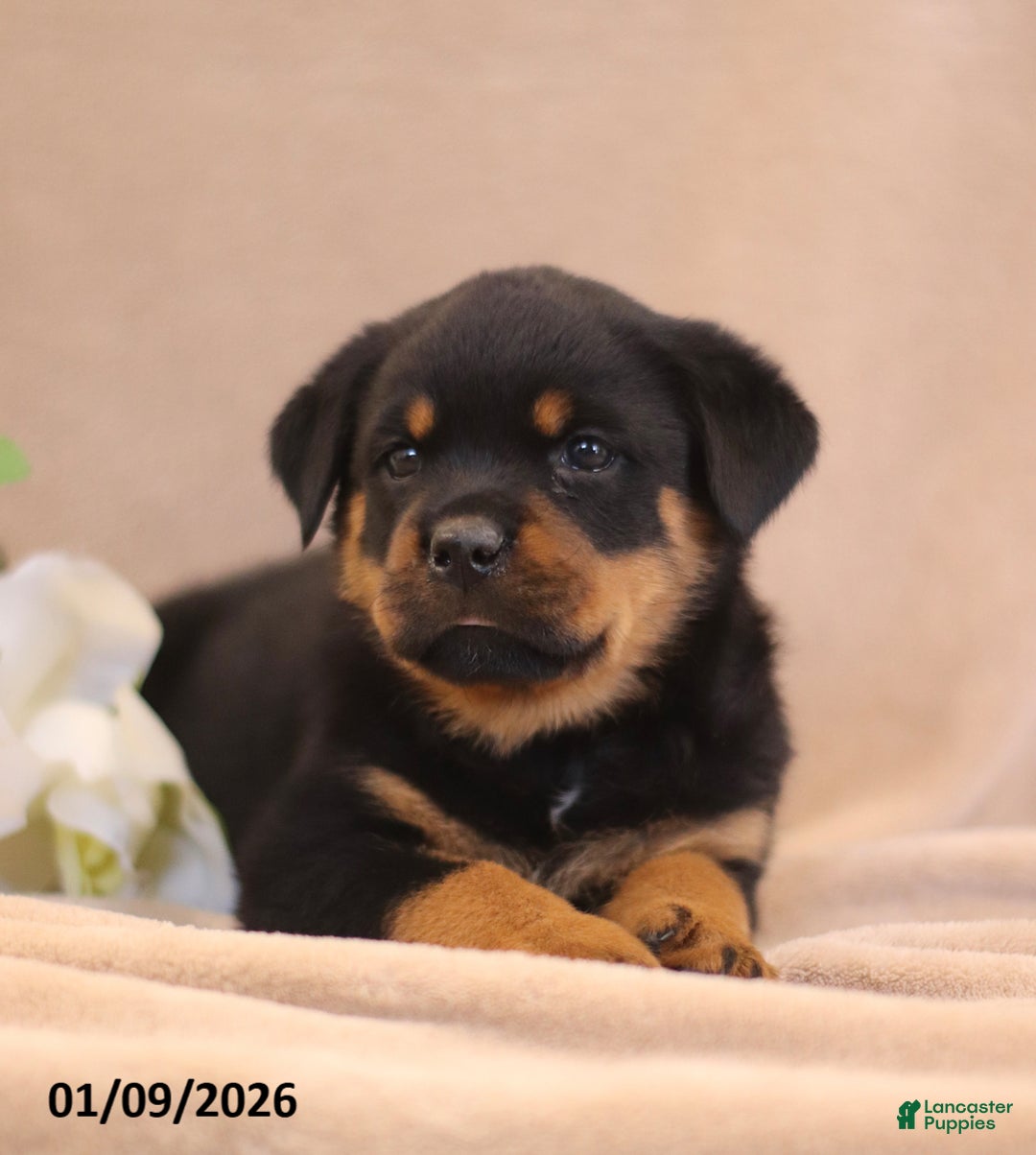 Rottweiler dogs for sale: Tracy - Ad 5