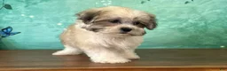 Teddy Bear dogs for sale: Boone - Ad 3