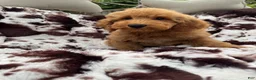 Mini Goldendoodle dogs for sale: Kelsey  - Ad 3