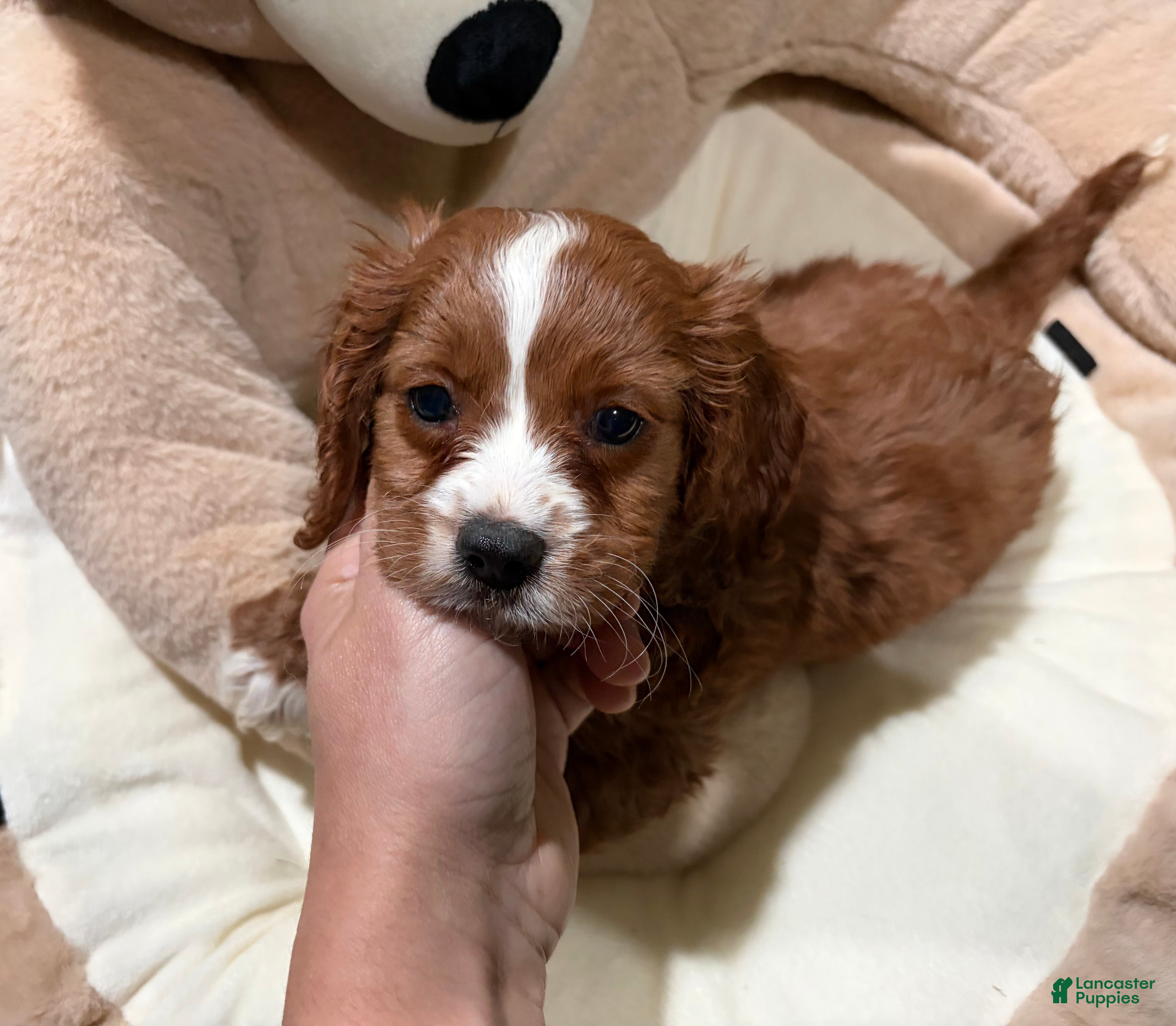 Cavapoo dogs LD - Ad 7