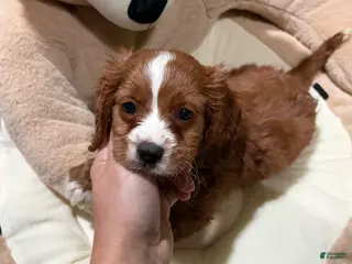 Cavapoo dogs LD - Ad 36