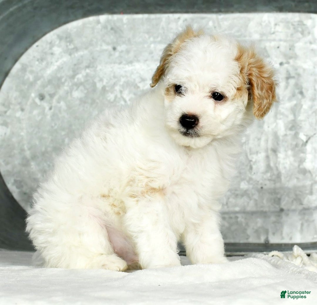 Toy Poodle dogs for sale: Kody Toy - Ad 6