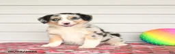 Mixed Breed dogs for sale: Kimmie - Ad 1