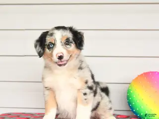 Mixed Breed dogs for sale: Kimmie - Ad 2