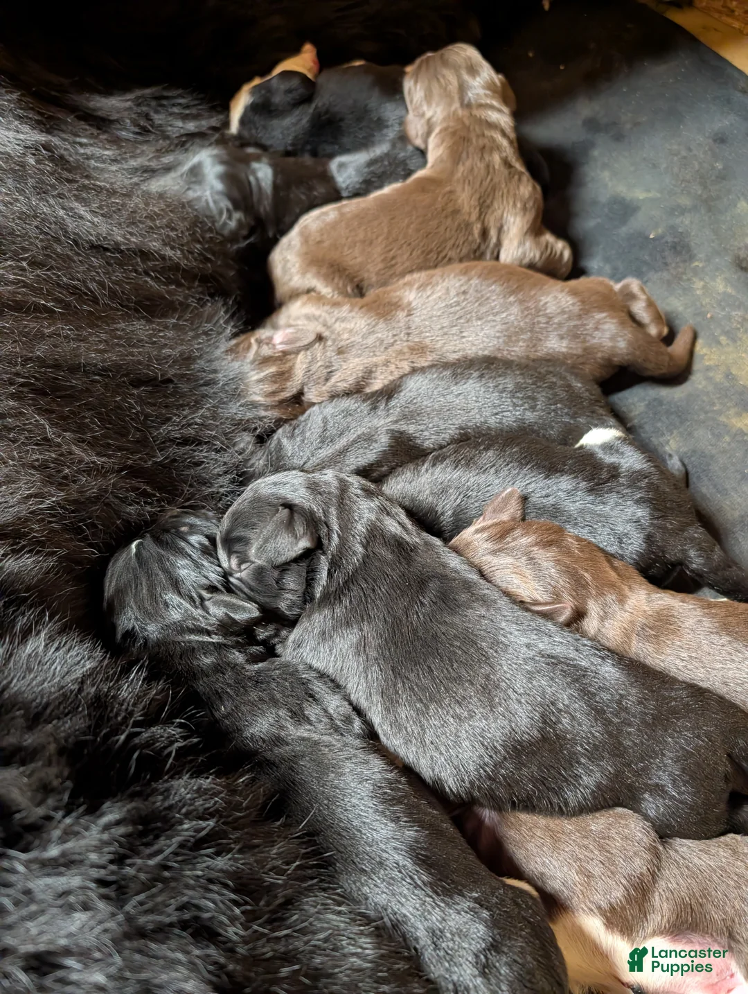 Newfoundland dogs for sale: Hero - Ad 1