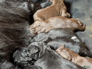 Newfoundland dogs Hero - Ad 23