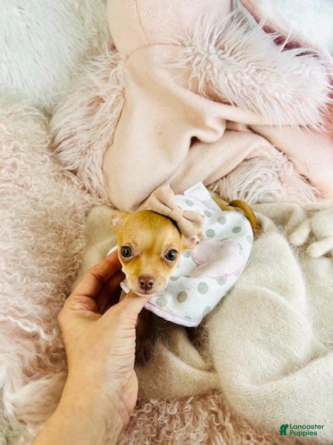 Chihuahua dogs for sale: Chihuahua Puppy 2 - Ad 2