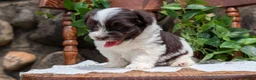 Havanese dogs for sale: Namor - Ad 4