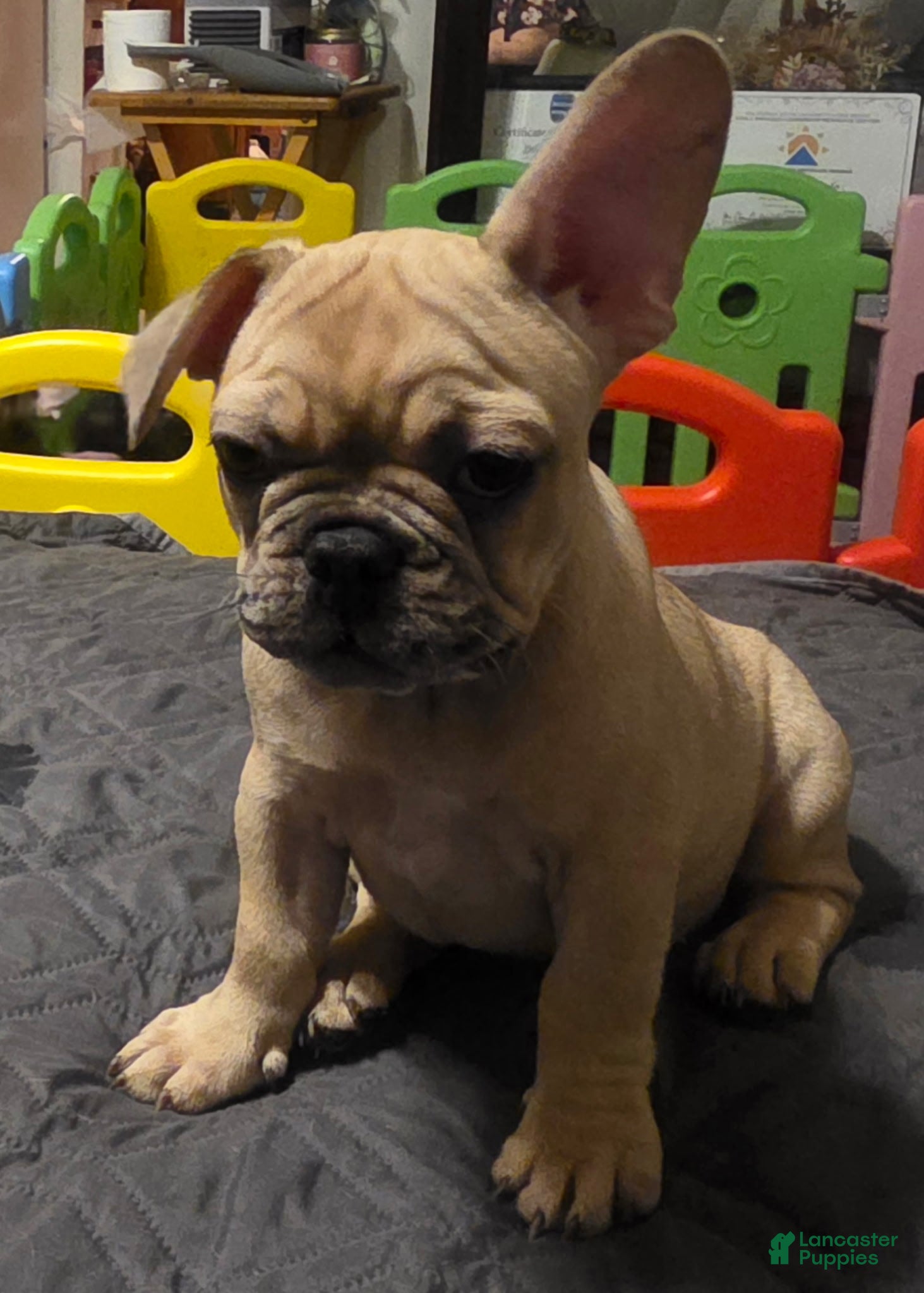 French Bulldog dogs Cinnamon  - Ad 36