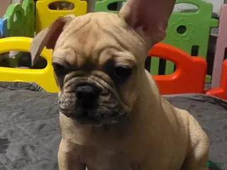 French Bulldog dogs Cinnamon - Ad 35