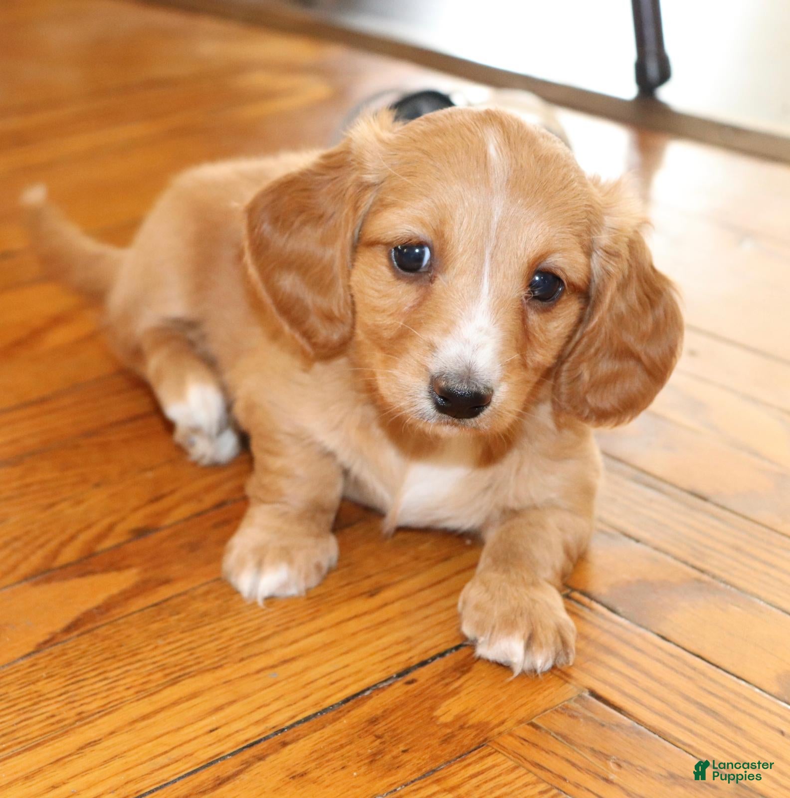 Dachshund dogs Maggie - Ad 1